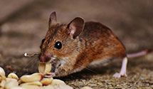 24 Hour & Emergency Exterminators in West Chester, PA